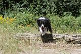 BORDER COLLIE 229
